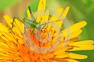 Green locust on flower