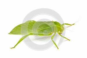 Green locust isolated on white background, Grasshopper, insect