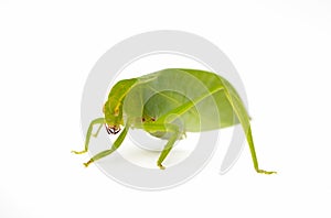 Green locust isolated on white background, Grasshopper, insect