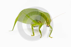 Green locust isolated on white background, Grasshopper, insect
