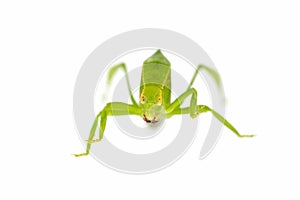 Green locust isolated on white background, Grasshopper, insect