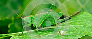 Green locust is a large grasshopper