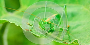 Green locust is a large grasshopper