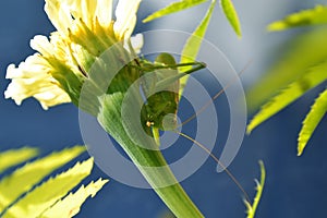 Green locust sits on a flower.