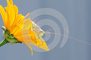 Green locust sitting on a yellow flower