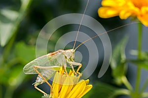 Green locust sitting on a yellow flower