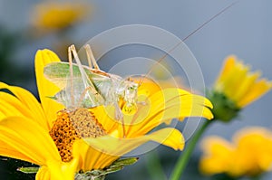 Green locust sitting on a yellow flower