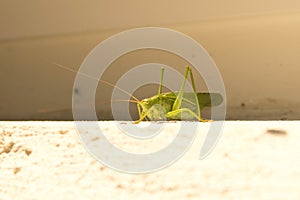 Green locusts sitting on the wall. Close up
