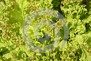 Green Lollo Bionda lettuce salad closeup background. Fresh organic lettuce healthy food. Organic vegan and vegetarian photo
