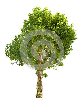 Green London plane tree on white