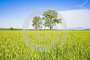 Green lone tree in a wheat field in tuscany countryside against a clear sky