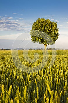 Green lone tree in a wheat field in tuscany countryside against a clear sky