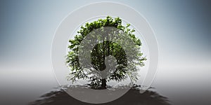 Green lonely tree. Nature background, single light and shadow