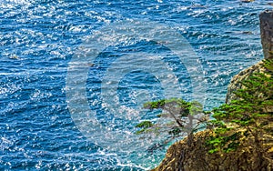 Green Lonesome Pine on the US West Coast