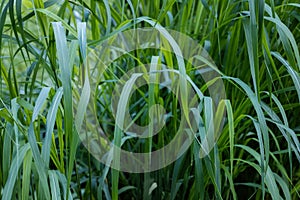 green long grass close up in the afternoon of summer.