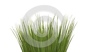 green long grass isolated on a white background