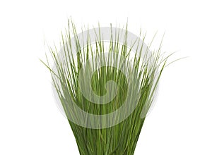 green long grass isolated on a white background