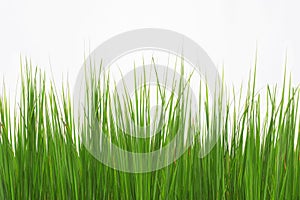 Green long grass isolated on white background