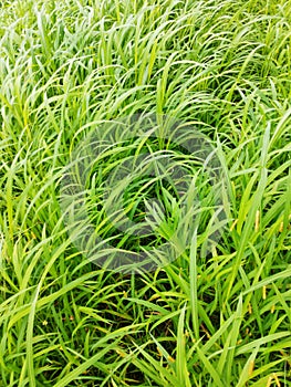 Green long Grass Texture. A Natural Green Grass Texture Background.