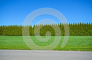 Green long hedge on blue sky background with mowed lawn and asphalt road in front