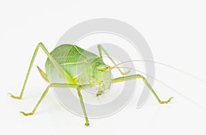 Green long-horned grasshopper