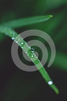 Green long leaves with one big water drop and few small after summer rain. Nature background and eco concepte. close up