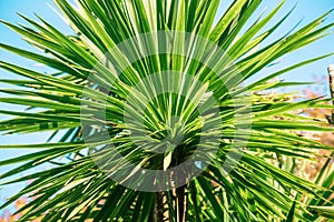 Green long leaves on the trunk cordyline australis on a bright day