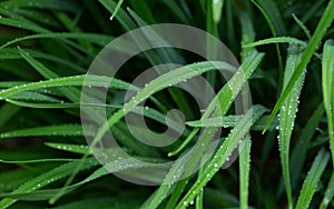 Green long leaves with water drops after summer rain. Nature background and eco concepte