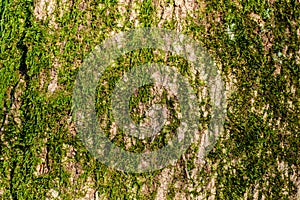 Green long moss on a tree trunk