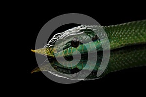 Green long nosed snake, Rhinoceros Ratsnake