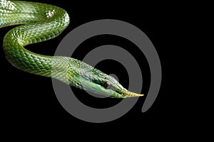 Green long nosed snake, Rhinoceros Ratsnake