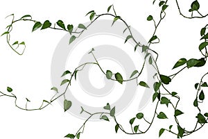 Green long weaving plant on a white background photo
