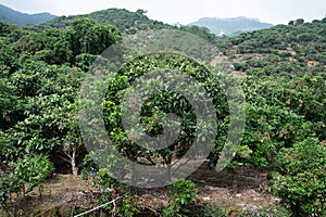 There are dense longan trees in the orchard