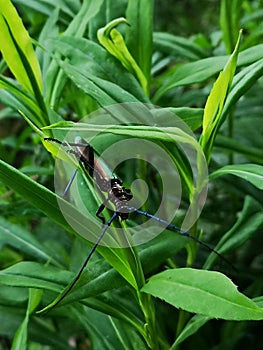 Green longhorn beetle in the sunshine