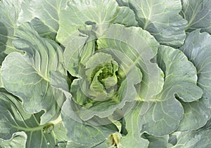 Green Longlived Cabbage
