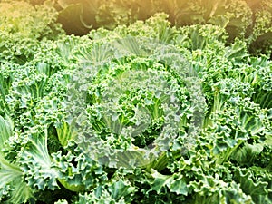 Green Longlived cabbage, Pu Lay