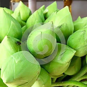 Green lotus