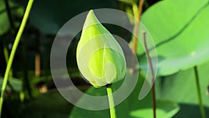 A  green lotus bud with green background