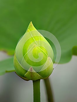 Green lotus