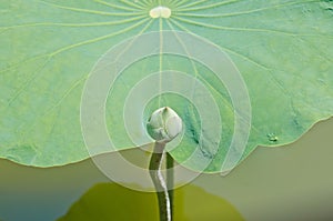 Green lotus flower