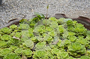 Green lotus flower in ceramic pond