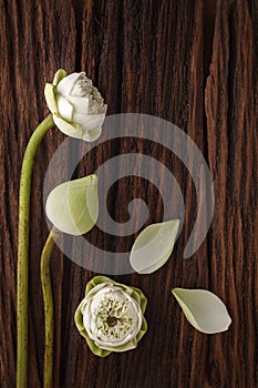 Green lotus flower decoration on wooden background