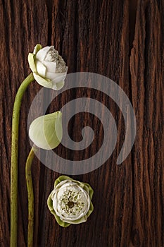 Green lotus flower decoration on wooden background