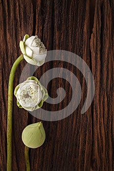 Green lotus flower decoration on wooden background