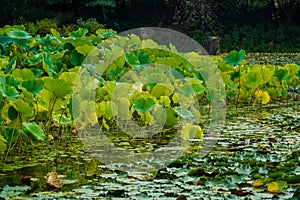 Green lotus flower leaf floating at the pond garden