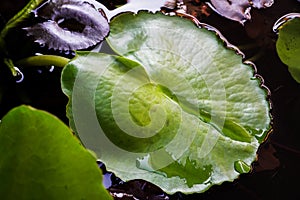Green lotus flower leaves in the pond
