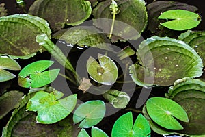 Green lotus flower leaves in the pond