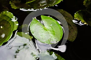 Green lotus flower leaves in the pond