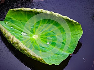 A green lotus leaf