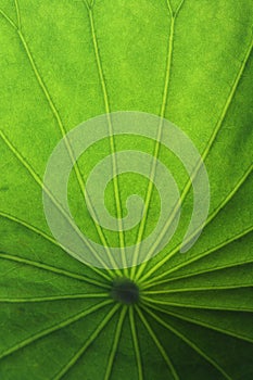 Green lotus leaf